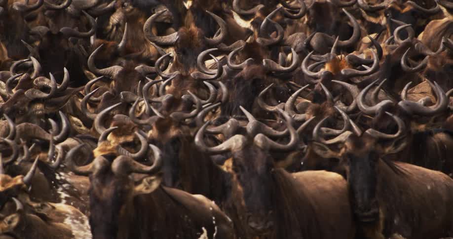 A large herd of cows wading through a body of water moving together in an impressive display of coordinated movement