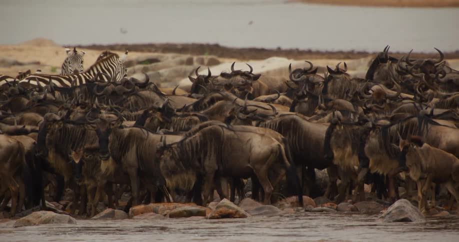 A herd of wildebeest and zebras near a watering hole in nature