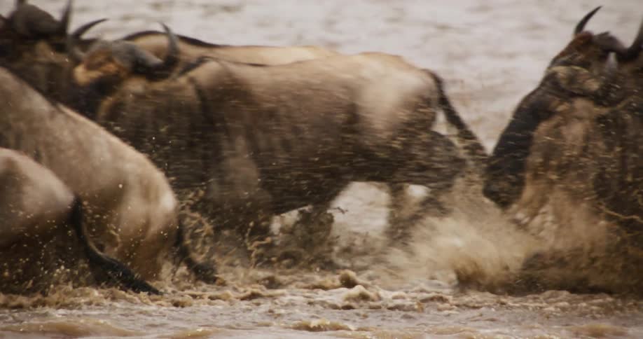 A herd of wildebeest cross a river during the day