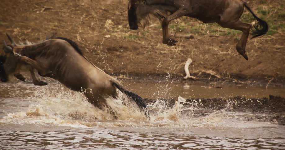 A herd of wildebeest jumping through a body of water