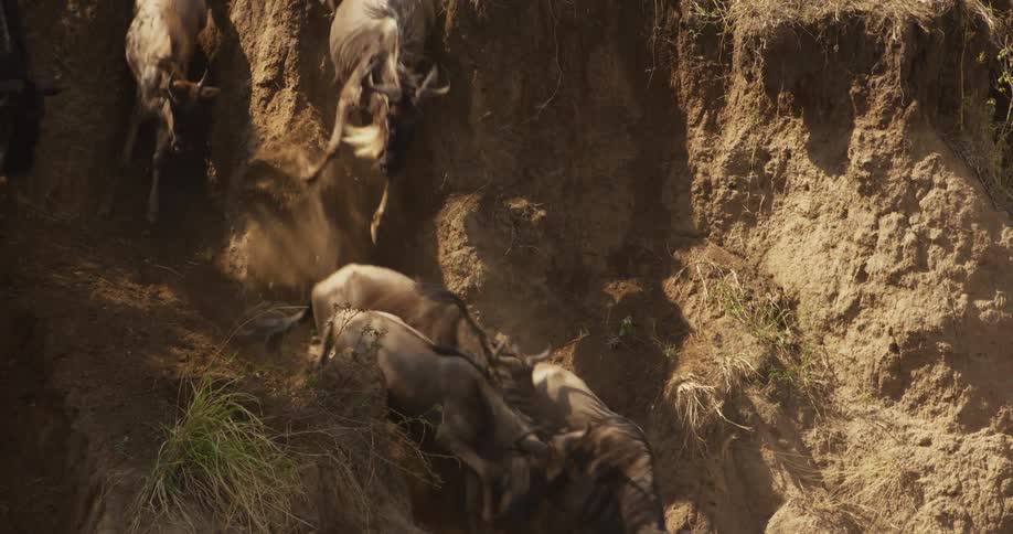 Herd of wildebeest jumping down a cliff in the african savannah