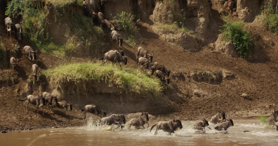 A herd of wildebeests moving down a hillside and crossing a river