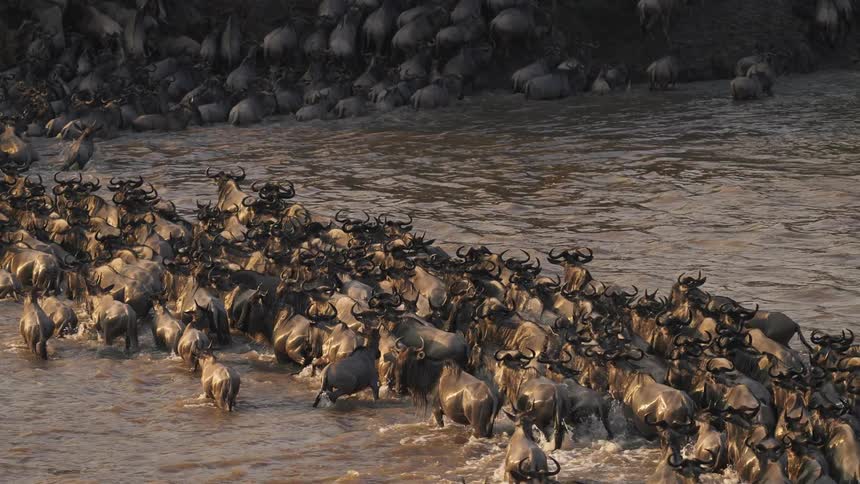 Wildebeest cross the Mara river