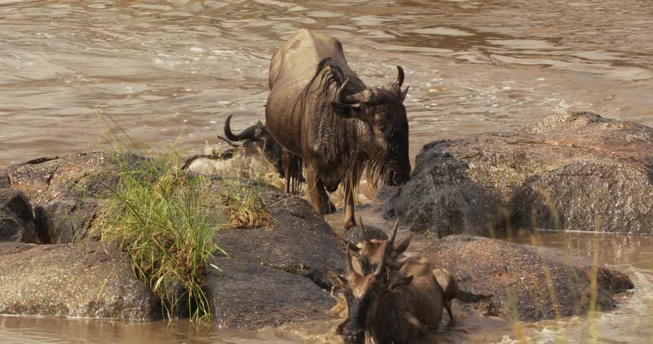 A wildebeest is seen struggling to move out of the water its hooves sinking deep into the muddy riverbank