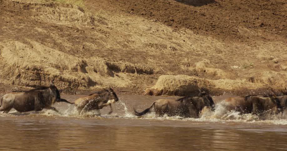 A group of wildebeest is running in slow motion through a body of water in front of a hill made out of dirt