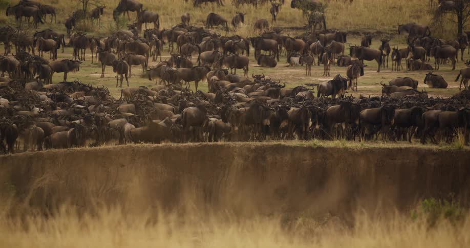 Large herd of wildebeest stand next to a cliff in the savannah at daytime