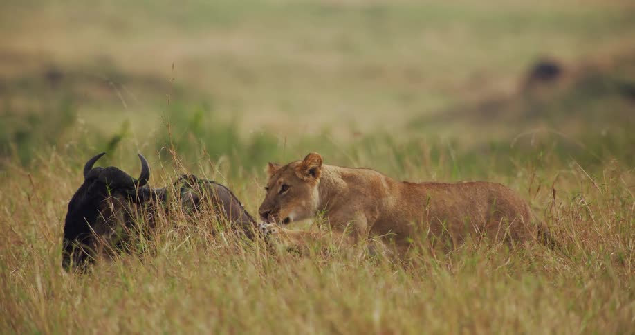 Lioness attacking wildebeest on a grassy plain in african savanna