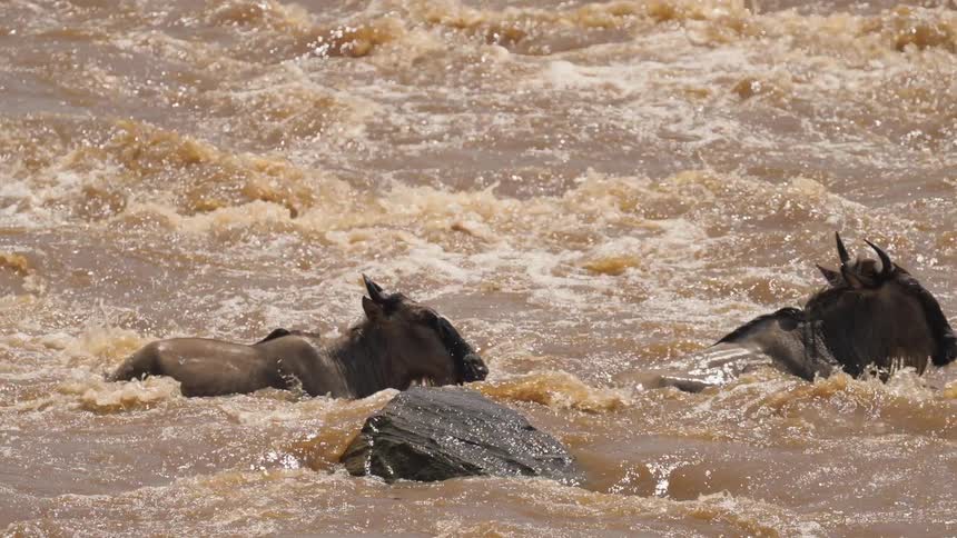 Wildebeest swimming across a rapid flowing river