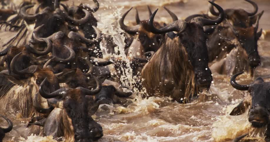 A group of wildebeest fording a shallow river with the water flowing between their legs as they make their way across