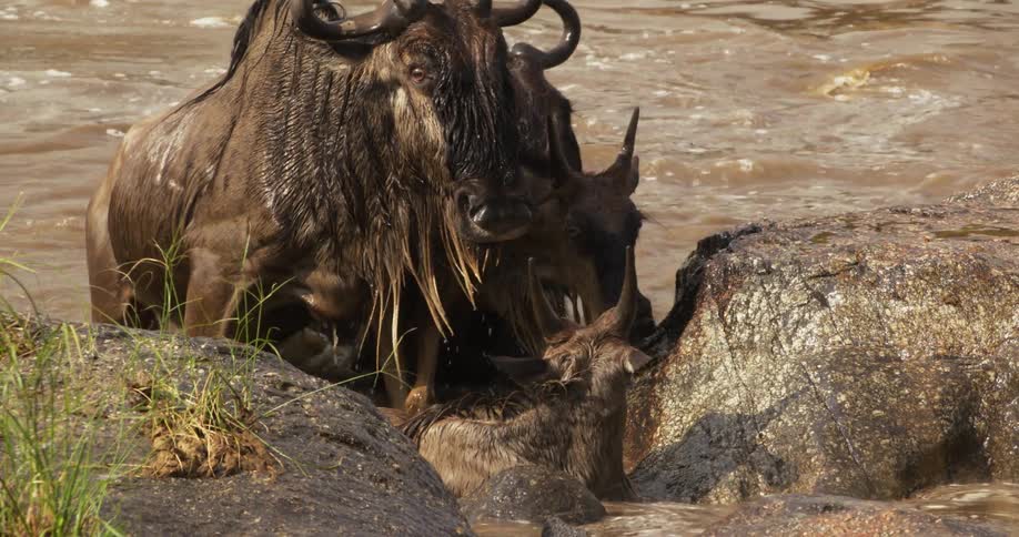 Wildebeest struggle to come onto shore from muddy river water