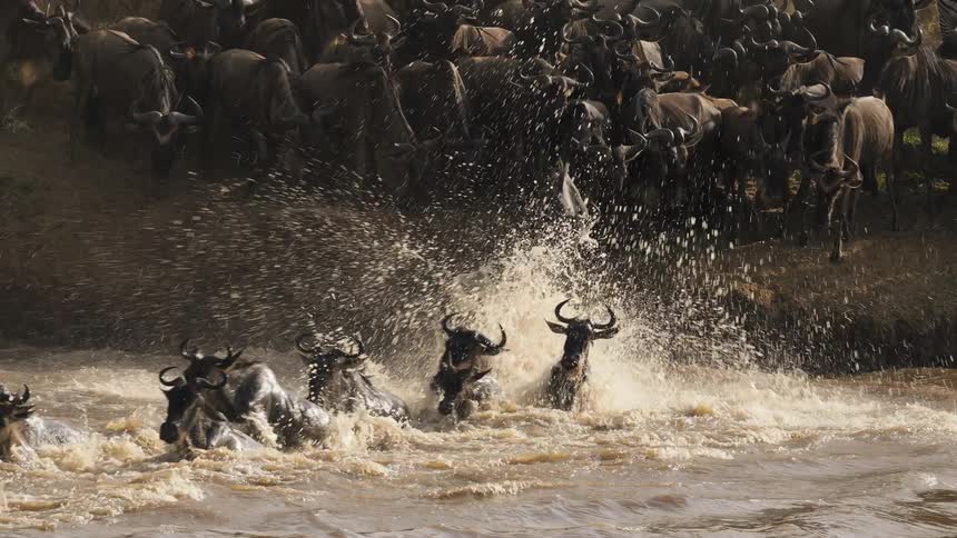 An herd of wildebeest migrating across a river