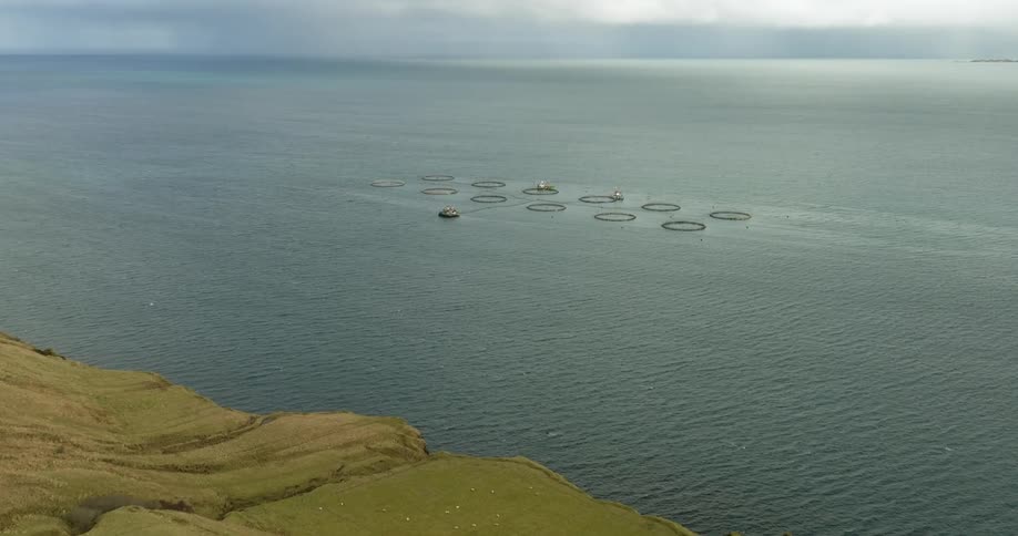 A boat sails near rings from fish farms floating on the water off the coast