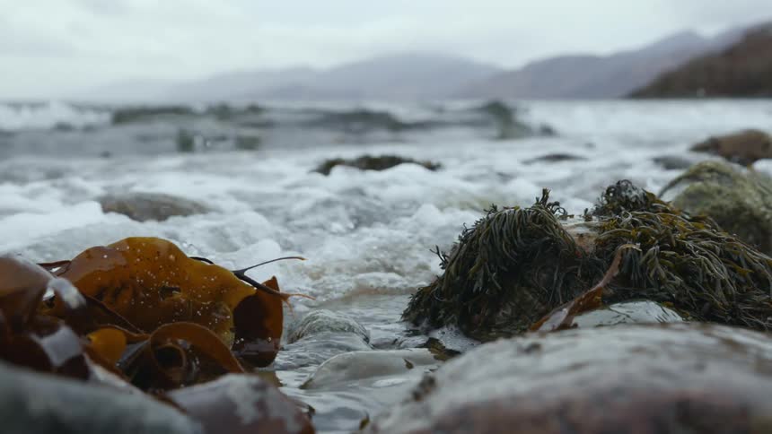 The sea washes over rocks and seaweed on the coastline