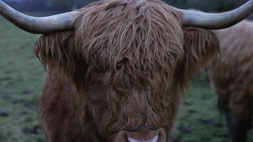 A hairy highland cow with large horns in nature