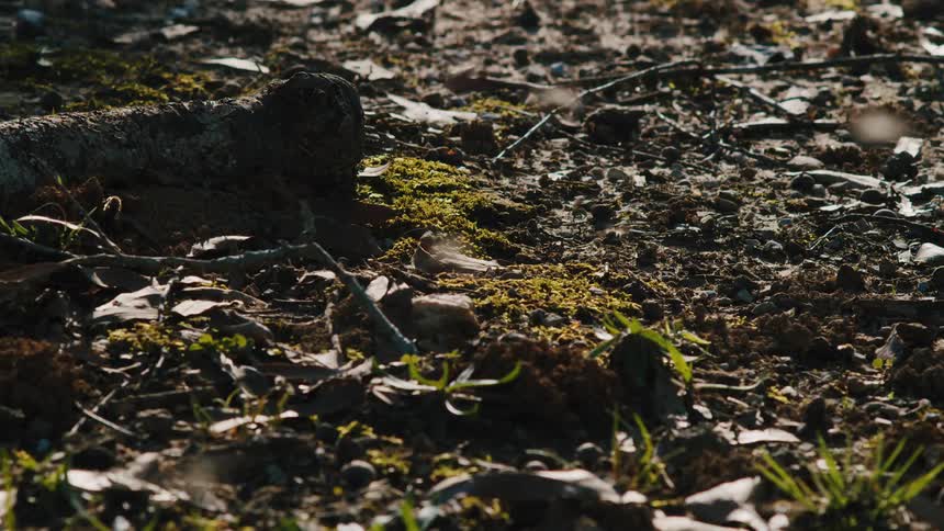 Bees fly over ground strewn with twigs and fallen leaves
