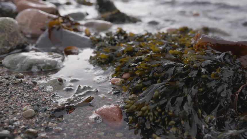 Waves roll onto beach creating puddles between rocks near a clump of seaweed