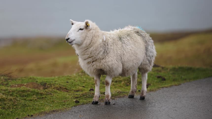 Lone sheep stands on edge of road near green hills chewing