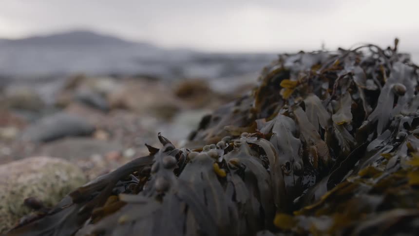 Waves roll onto beach with large stones and a large clump of kelp