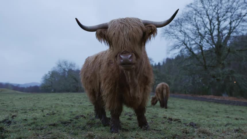Two large highalnd cow grazing in a grassy field in nature
