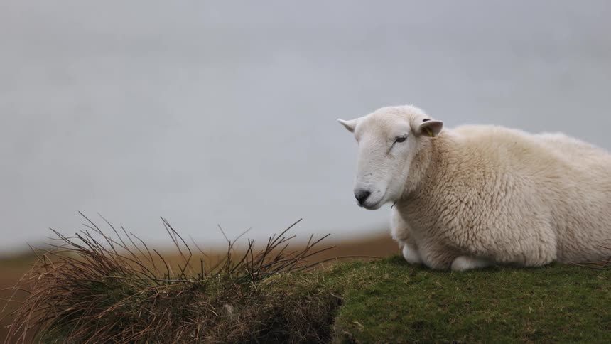 A white sheep lying in a grass field