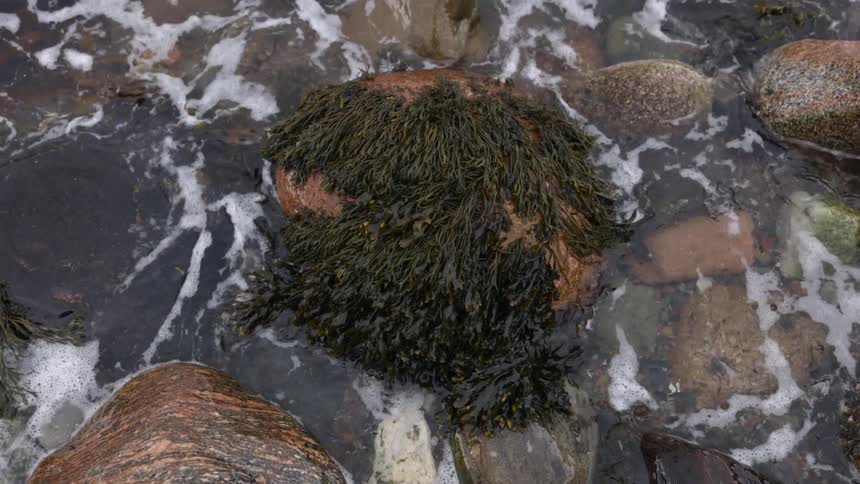 Close up of waves washing over the rocks covered in seaweed in the coast