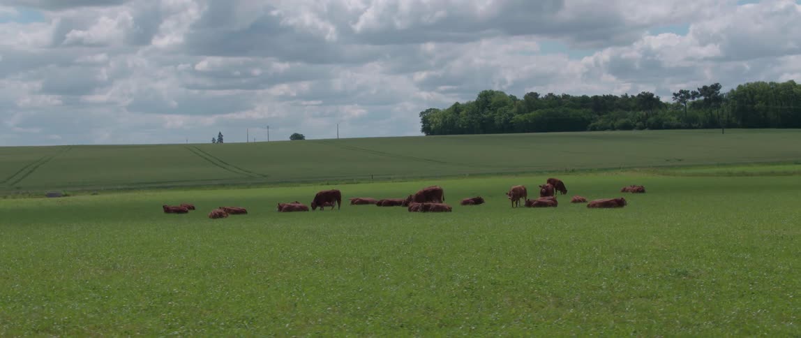 A herd of brown cows graze and relax on a green field with green grass