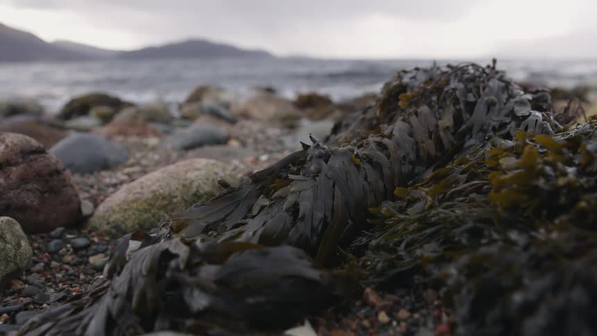 Seaweed and rocks are on the shore