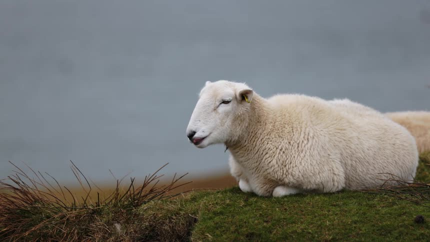 A lamb is sitting on a hill along the shore and another lamb is in the distance
