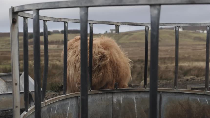 A small shaggy hairy highland cow is standing outside on a farm near a metal container