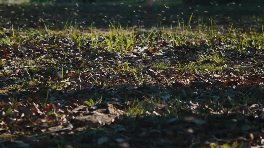 Bugs are flying all over the leaves and grass