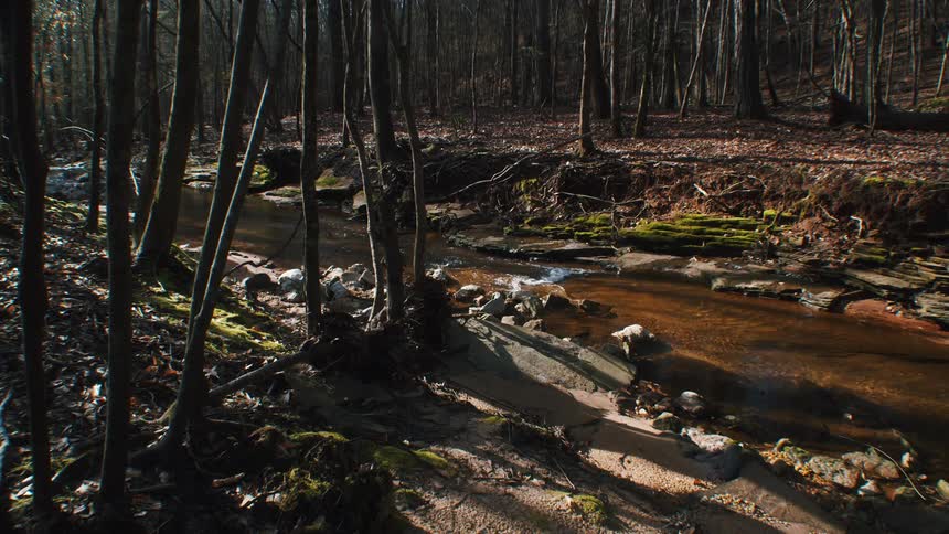 River flows through woods between banks strewn with fallen leaves