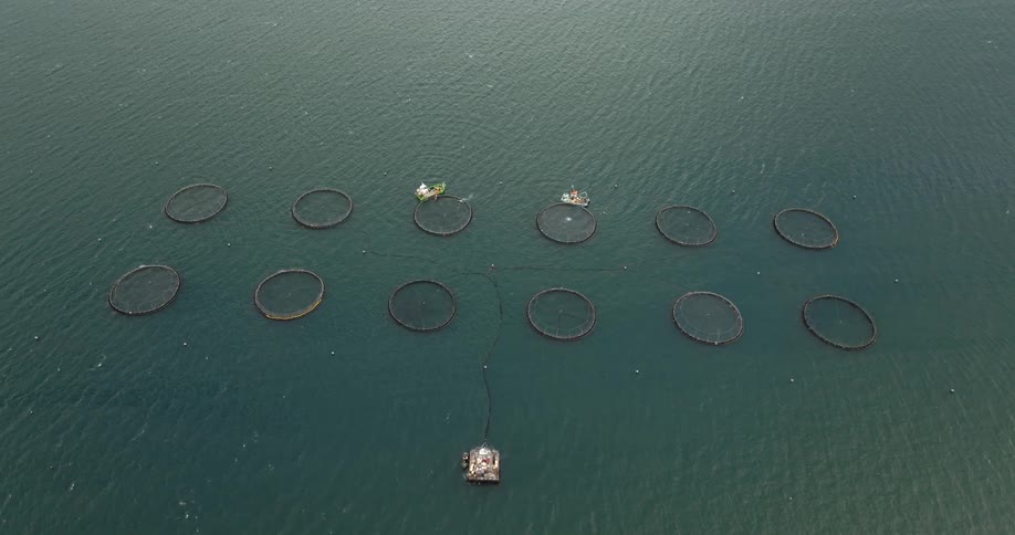 An aerial view of fish farm floating in sea water
