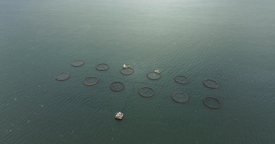 Aerial view of floating fish farm nets near in the ocean at daytime