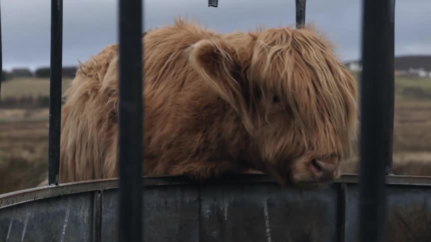 Close up of the head of a highland cattle cow scratching its neck on a fence