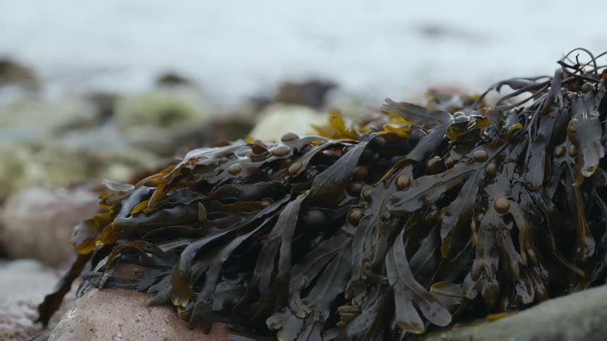 Large clump of seaweed laying on rocks near shoreline
