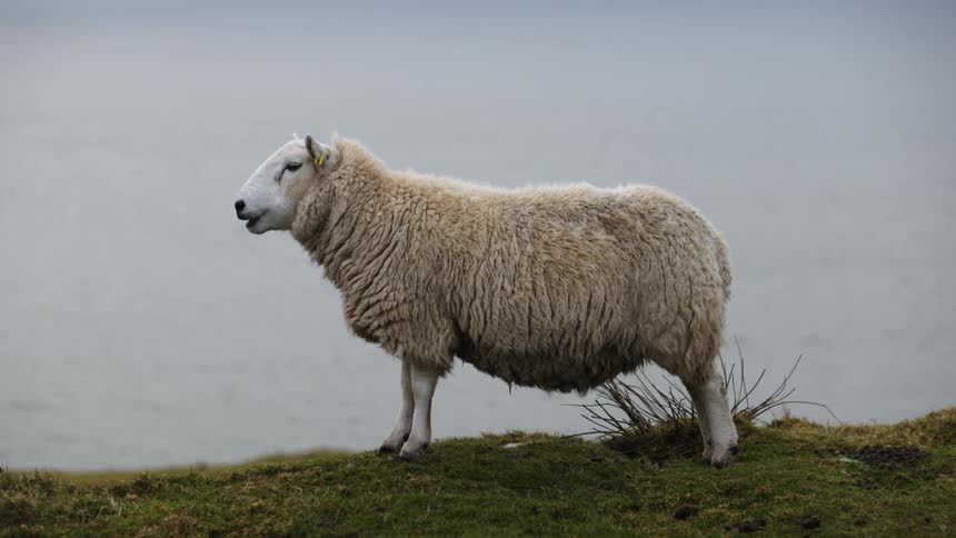Sheep chewing cud on a hillside along the coast