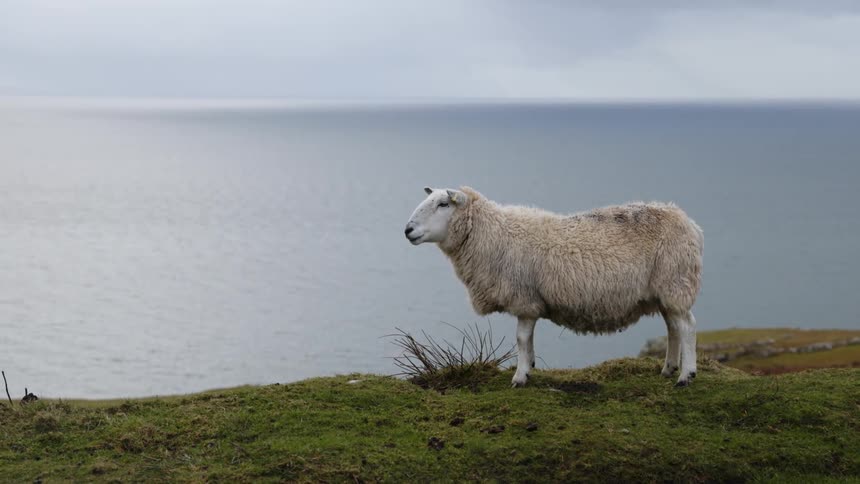 A sheep stands on a coastal cliff on an overcast day