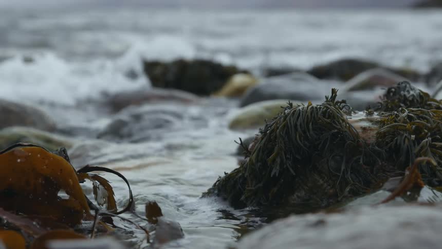 Waves crash on beach and flow around seaweed caught among rocks
