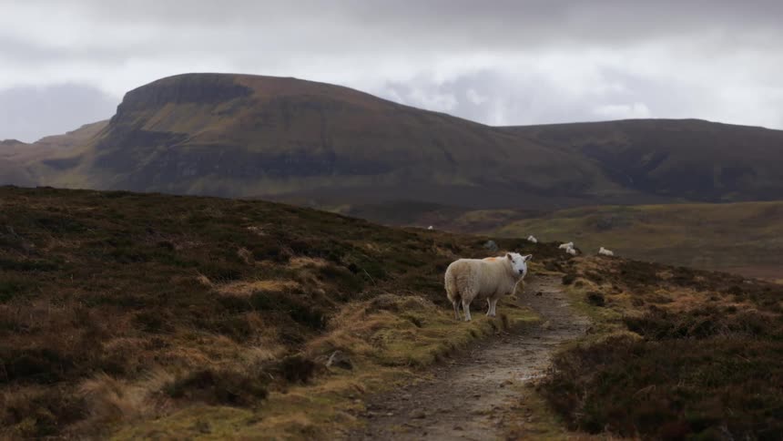 A sheep standing in a rural field on a cloudy day
