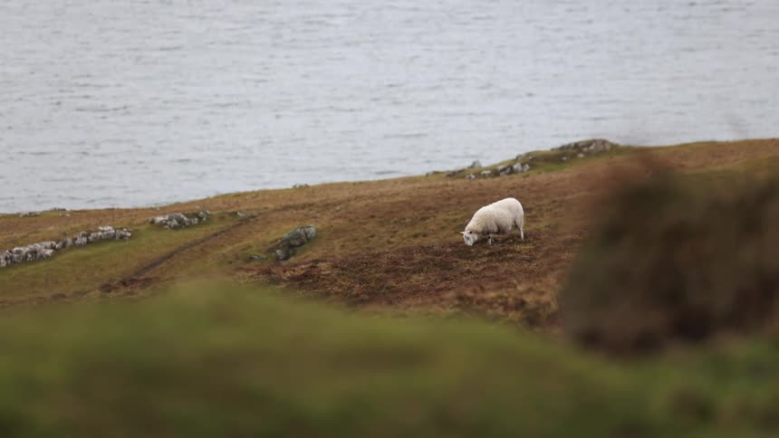 White sheep gently grazing on the hills near the coast at daytime