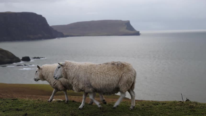 Two sheep stand on a cliff near the ocean on a cloudy day and walk to the left