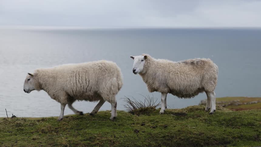 One sheep walks past another standing on grass overlooking water