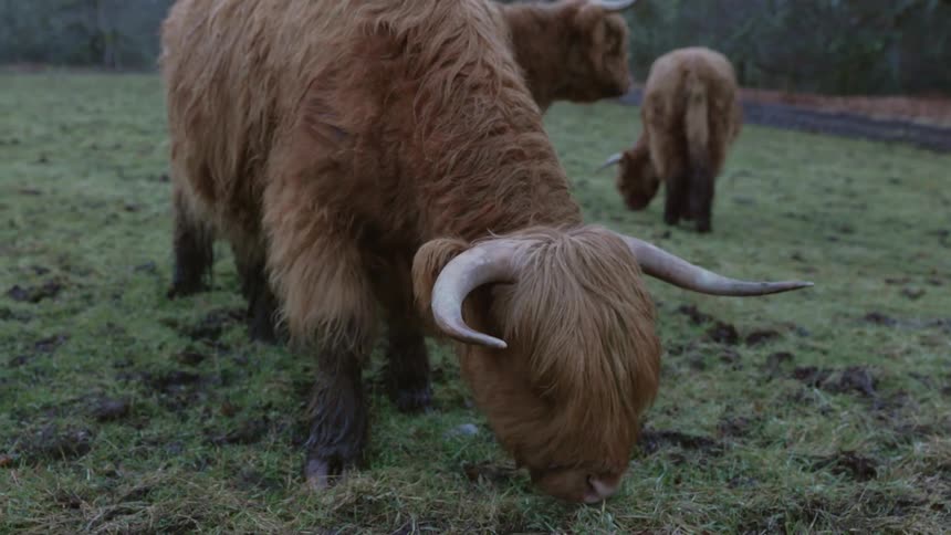 Shaggy highland cow grazing on grassy pasture