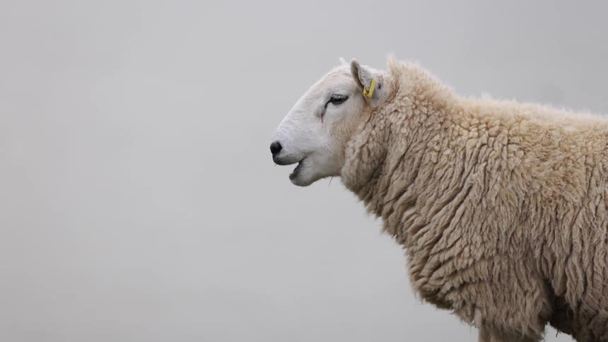 A grazing sheep outside in the daytime