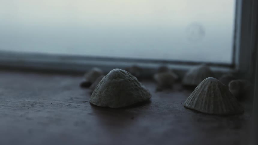 Seashells on a wooden window sill of a foggy window