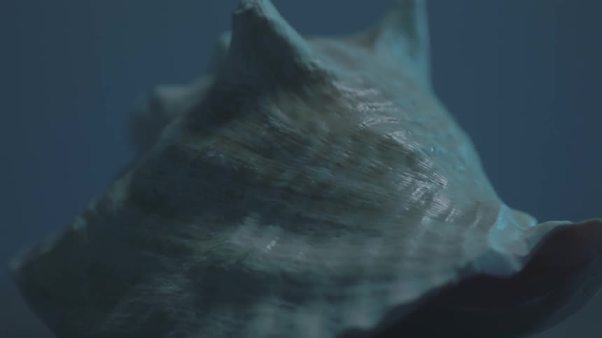 A shell sits on display