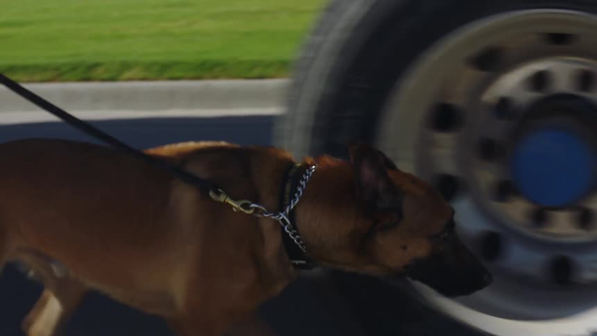 A police officer walks his police dog past semi trailers on the road