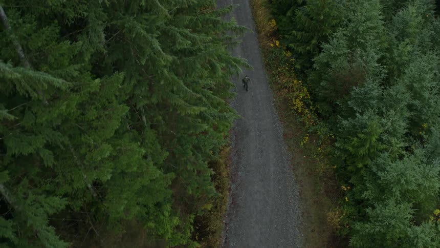 Person walk along dirt road through conifer forest