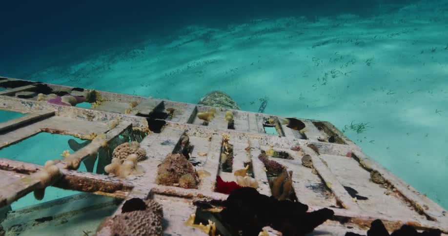 A fullscale sculpture of mermaid and rusty grand piano underwater