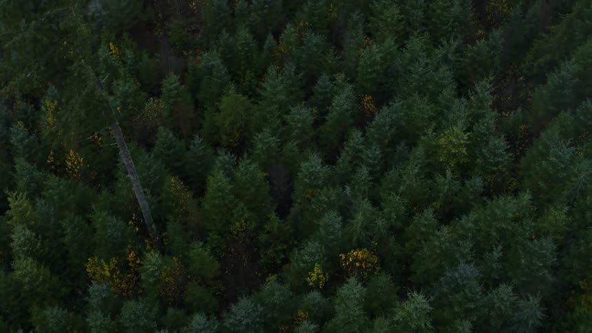 Aerial view of a forest with pine trees is displayed